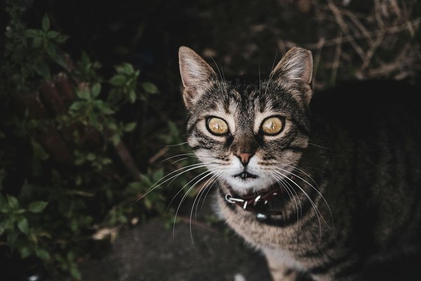 Die besten Elektroautos für umweltfreundliche Fahrten